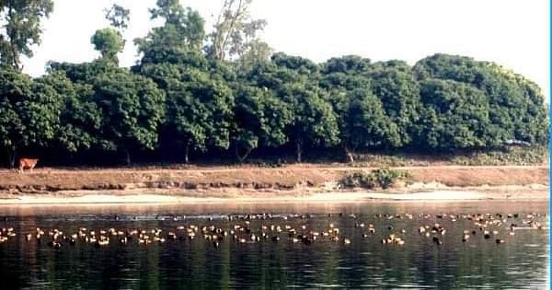 Migratory birds flock at Ramrai Dighi in Thakurgaon