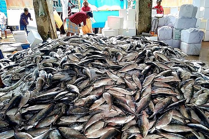 Fishermen pile up hilsa at Fisherighat in Cox’s Bazar on 5 February.