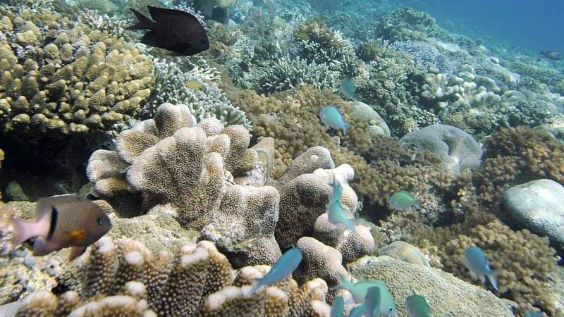 Fish swimming in the coral reef of Bunaken Island national marine park in northern Sulawesi,a marine protected area with a flourishing coral reefs, seagrass bed and mangrove that is home to endangered species such as dugongs, sea turtles, giant clams and others