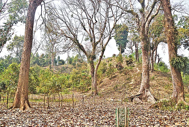 Trees of the reserved forest of Bangchhari of the South Forest Department's Kaptai Range in Chittagong Hill Tracts have been cut down and fruit trees have been planted in their place