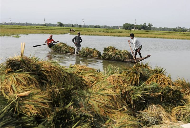 Two farmers harvesting half-ripen paddy in fear of flash flood