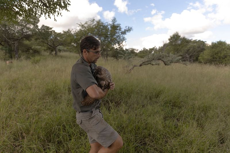 Pangolin monitor Donald Davis, carries a rescued pangolin named "Stevie" before his release at the Manyoni Private Game Reserve on 28 March, 2022