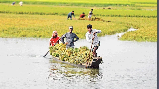 Onrush of water from hill has damaged Boro paddy in haor area of Sunamganj. Farmers are cutting half-ripe paddy as water rises in haor. The picture was taken from Dakshin Sunamganj upazila on Monday.