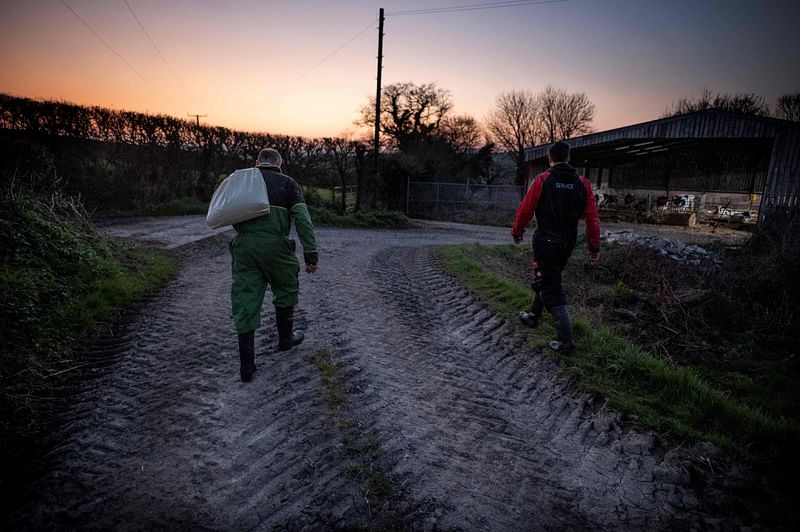 Dairy farmers tends to his herd in south Devon, south west England, on 25 March, 2022