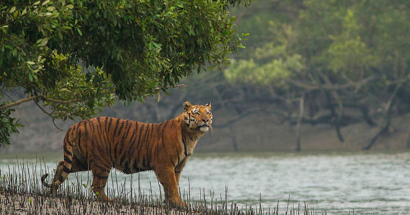 A Royal Bengal Tiger at the Sundarbans