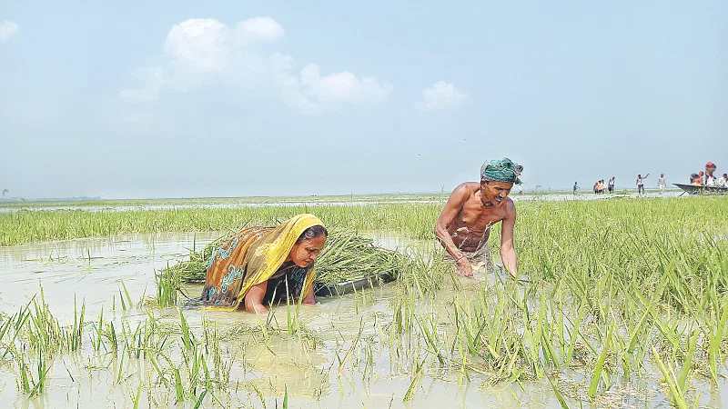 Farmers harvest their half-ripen Boro crop as flash flood damages the crop in Chaptir haor, Dirai, Sunamganj on 7 April 2022