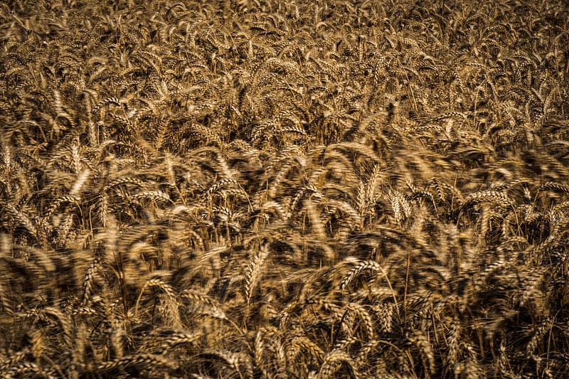 This file photo taken on 27 July, 2019 shows a wheat field in Saint-Philbert-sur-Risle, Normandy