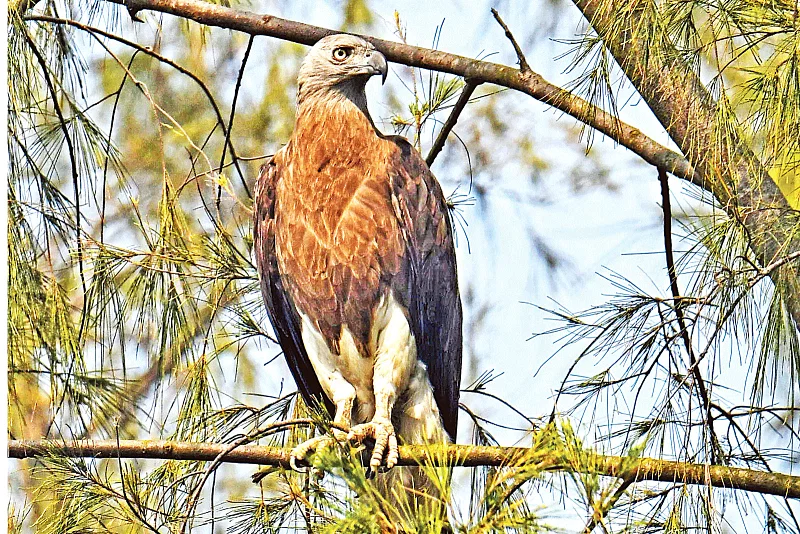 A grey headed fish eagle. photo taken in Panchagarh.