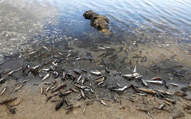 Dead fish appear on the beaches of La Manga del Mar Menor, Murcia, Spain, 21 August, 2021