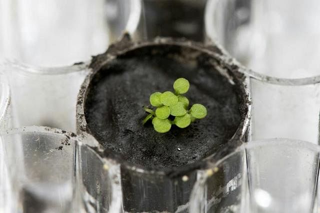 This handout photo shows several Arabidopsis plants sprouting from lunar soil at a laboratory at the University of Florida in Gainesville.