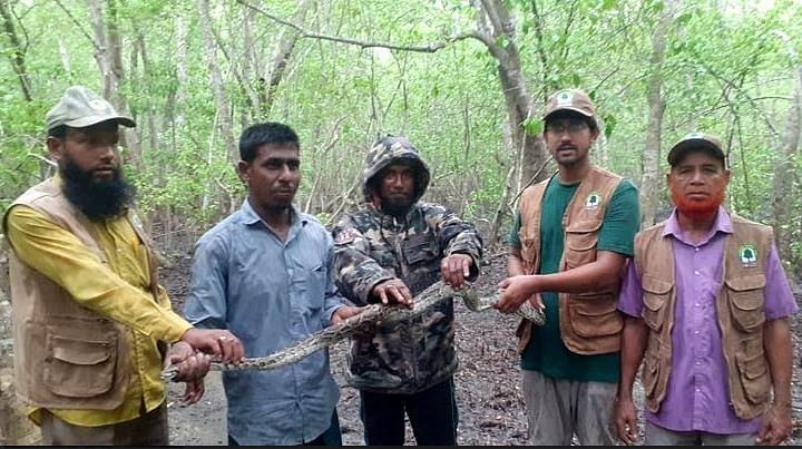 Village Tiger Response Team holds the python at Barguna forest