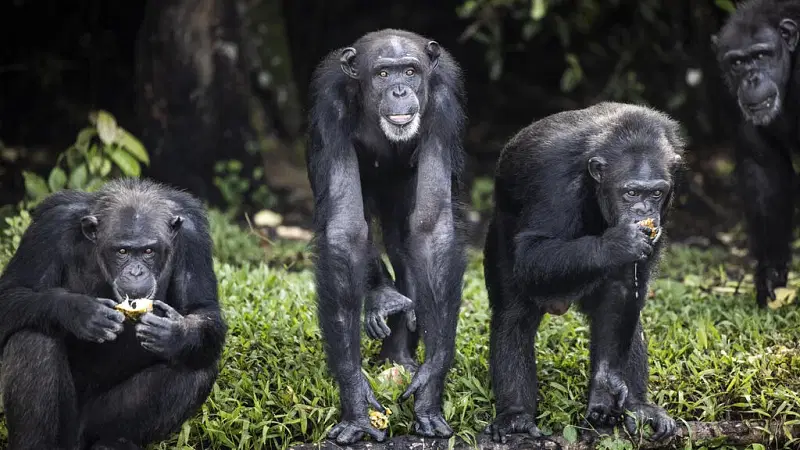 Just like humans, chimps have complex migration histories, and the new research allowed the scientists to peer back over the past 100,000 years at a new level of detail.