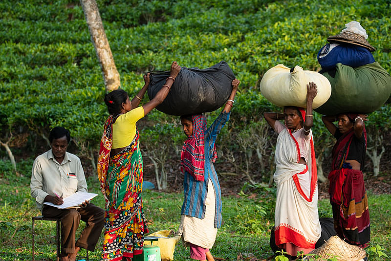 Women carry sacks of tea leaves at the Bharaura Tea Garden in Sreemangal of Moulvibazar.