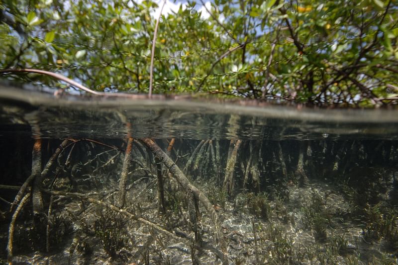 This photo taken between April and May 2022 shows a sampling sites among the mangroves of the French Caribbean archipelago of Guadeloupe, where the giant bacteria Ca Thiomargarita magnifica was found.