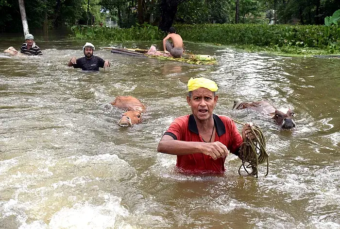 illagers carrying a cattle move to a safer place from the flood-affected areas of Kamarkuchi Village, in Nalbari district of Assam on 19 June, 2022