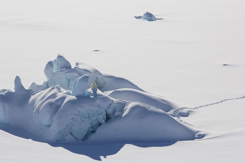 This image courtesy of Kristin Laidre of the University of Washington shows a polar bear standing on a snow-covered iceberg that is surrounded by fast ice, or sea ice connected to the shore, in Southeast Greenland in March 2016