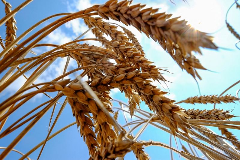 Wheat is seen in a field near the southern Ukranian city of Nikolaev 8 July 2013