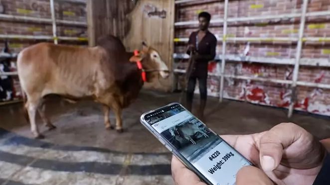 A person checks price of cattle on a website using smartphone