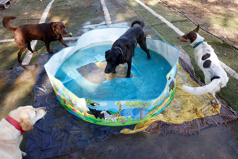 Adopted dogs cool off in a plastic pool during the second heatwave of the year at an association for the protection of animals (ARPA) in Ronda, southern Spain, 10 July 2022.