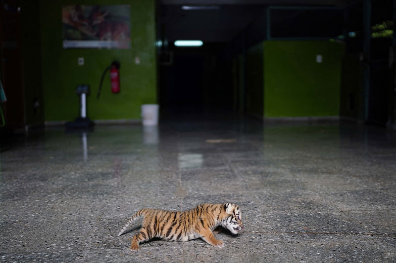 A Bengal tiger cub is seen at the zoo in Havana, Cuba, on 29 July, 2022