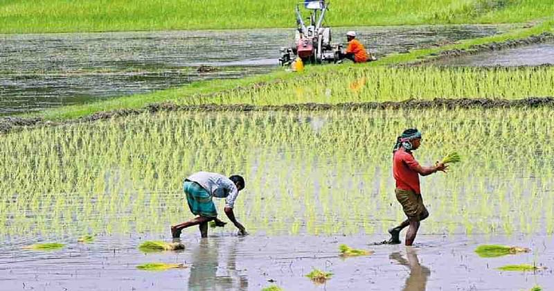 Two men transplanting paddy seedlings as another person repairs a power tiller