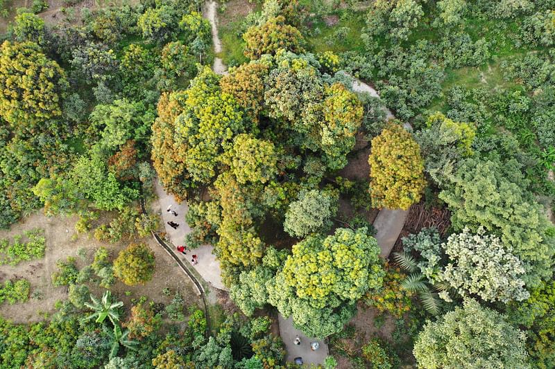 This aerial picture taken on 20 June, 2022, shows a 100-year-old mango tree at Kaleem Ullah Khan's farm in Malihabad, some 30 kms from Lucknow