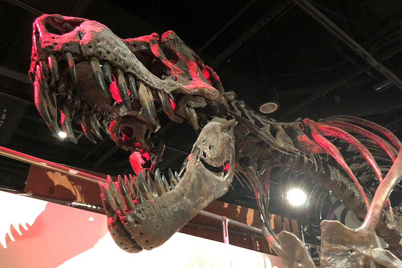 The skeleton of a Tyrannosaurus rex, the large meat-eating dinosaur that lived in western North America and went extinct 66 million years ago, is displayed at the Smithsonian National Museum of Natural History in Washington, US 16 June, 2019.