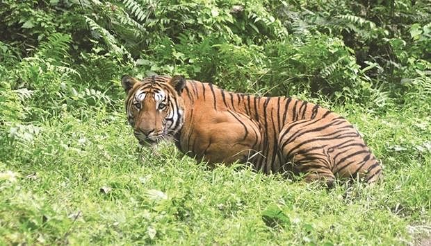 This file photo taken on 21 December 21, 2014 shows a Royal Bengal Tiger pausing as it walks through a jungle clearing in Kaziranga National Park, some 280kms east of Guwahati.