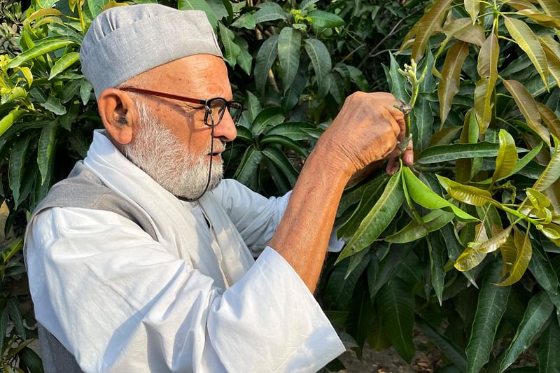 In this picture taken on 20 June, 2022, Kaleem Ullah Khan, locally known as the ‘Mango Man’, shows how he grafts different varieties of mangoes on a 100-year-old tree at his farm in Malihabad, some 30 kms from Lucknow