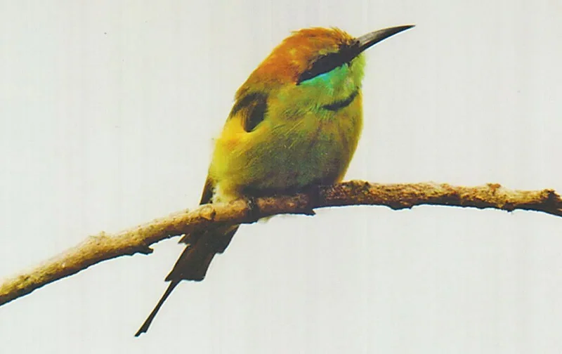 An Asian green bee-eater. The photo was taken from Sonadia island in Cox's Bazar's Moheshkhali upazila.