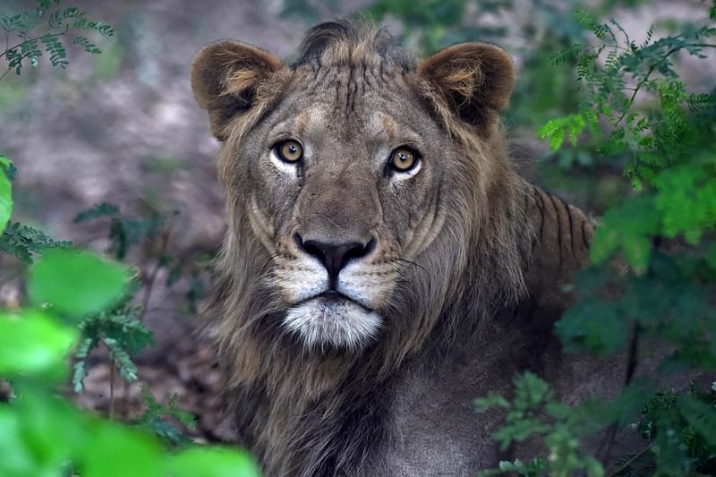 In this picture taken on 5 August 2022, a lion rests in a jungle at the Lahore Safari Zoo in Lahore. A Pakistan zoo is auctioning a dozen lions next week to free up space for a pride that won't stop growing.