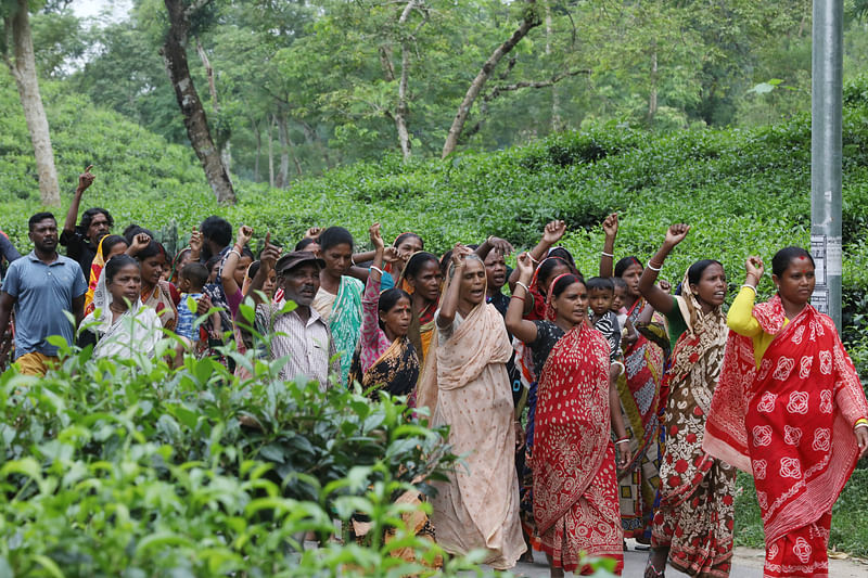 Tea garden workers stage protest in demanding of increasing their wage to Tk 300 per day. The picture was taken from Tarapur tea garden in Sylhet on 21 August.