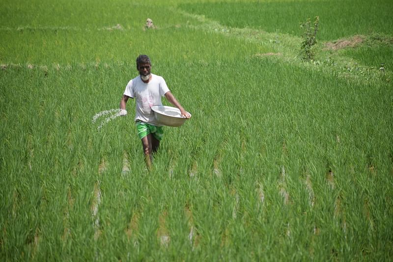 A farmer strews fertiliser on the paddy field. The picture was taken from Darugram at Sherpur in Bogura on 22 August.