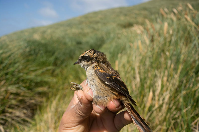 A newly identified bird, named 'Rayadito Subantartico' (Aphrastura subantarctica), is seen at Gonzalo island, Cabo de Hornos area, Magallanes region, Chile, in this undated handout picture released on 26 August, 2022.