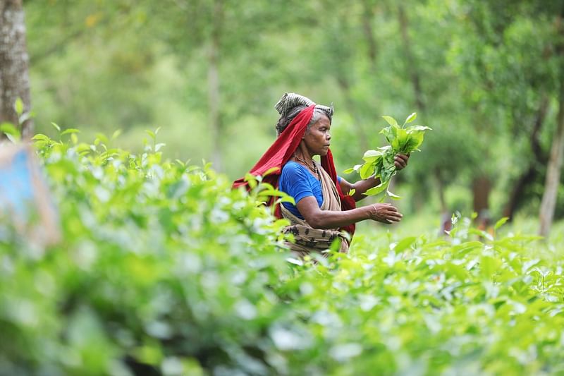 A woman plucks tea leaves from Lakkatura tea garden in Sylhet. The picture was taken on 28 August.