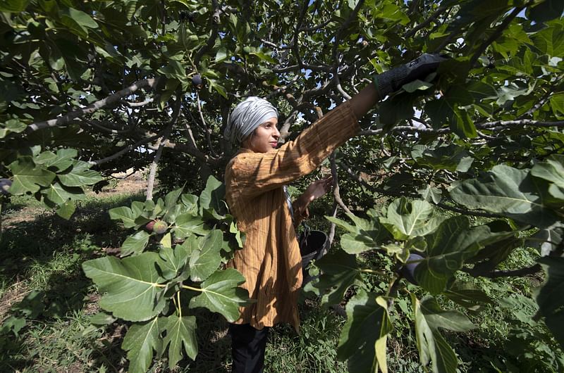 A Tunisian student participates in fig picking in the Tunisian town of Djebba, southwest of the capital Tunis, on 19 August, 2022