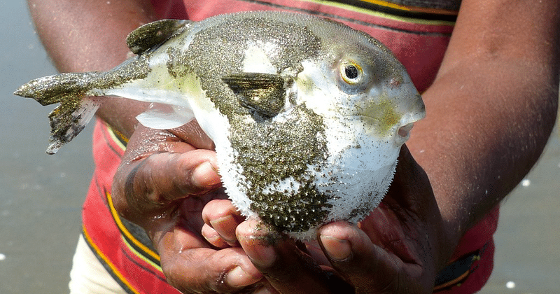 Pufferfish