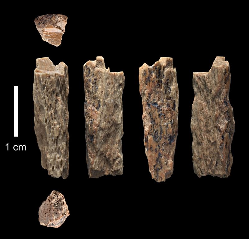 This handout picture taken on 14 June, 2015 and obtained from the University of Oxford/Max Planck Institute on 22 August, 2018 shows a bone fragment of 'Denisova 11', evidence of interbreeding of a Neanderthal and a Denisovan, found in 2012 by Russian archaeologists at Denisova Cave in the Altai Mountains of Siberia.