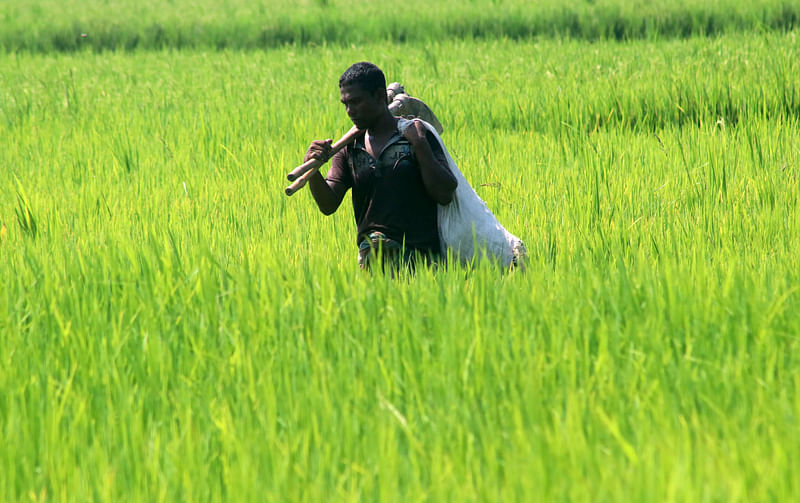 Farmer Zahurul Islam returns home after removing weeds from his paddy field. The picture was taken from Hukmapur in Bogura on 18 October.