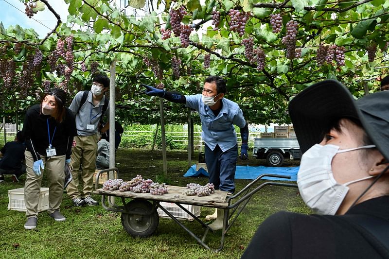 This photo taken on 9 September, 2022 shows a worker (C) explaining to volunteers about how to pick Koshu grapes during harvest time at a small vineyard in the city of Kos