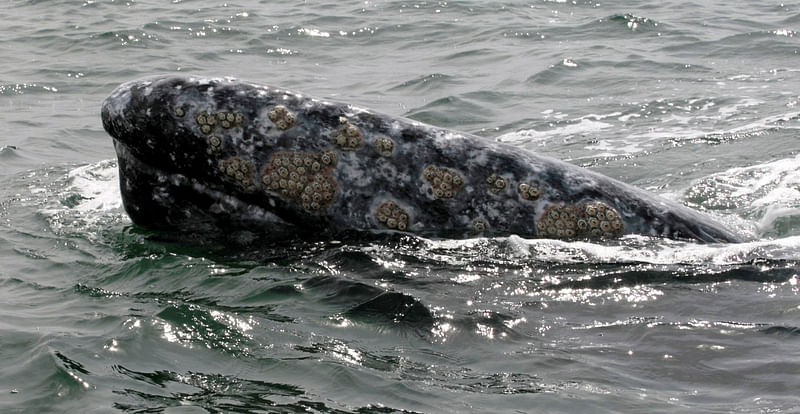 A grey whale surfaces during a whale tour in the Laguna Ojo De Liebre on Mexico's Baja California peninsula 5 March, 2009. Gray whales make a yearly migration from the icy North Pacific to the warm waters of Mexico's Baja California peninsula