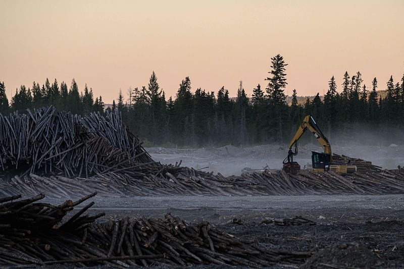 A general view shows a commercial logging facility before boreal tree species near Fort McMurray, Alberta, on 7 September, 2022