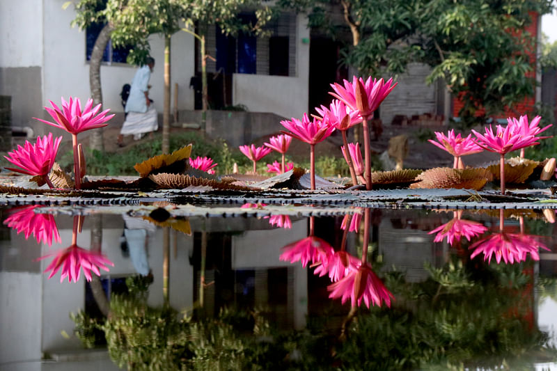 Water lilies bloom in the pond which is located right in front of a house. The family enjoys the beauty of the flowers every day. The picture was taken from Nurpur Bypass in Pabna on 1 November.