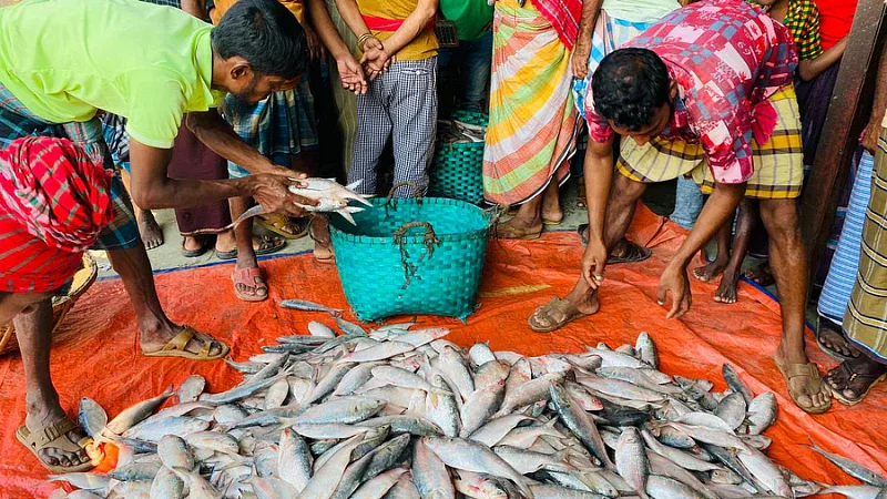 Hilsa being sold at Chairmanghat wholesale market in Noakhali's Hatia.