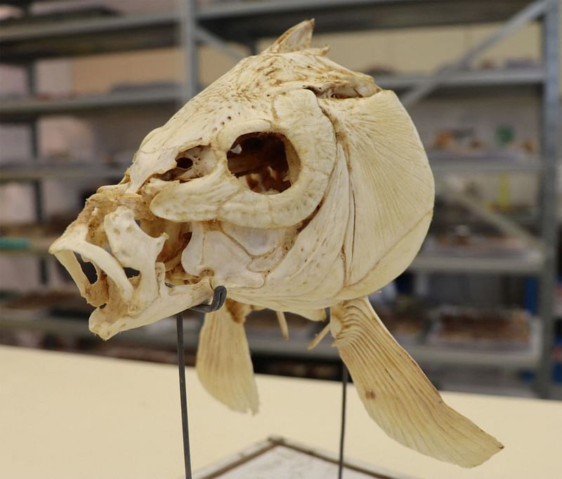 This handout photograph released on 14 November, 2022 by Tel Aviv University, shows a skull of a modern carp fish, as part of the Natural History Collections housed at the Steinhardt Museum of Natural History. A group of Israeli archeologists report that recent finds, notably fish bones, constitute proof of the oldest cooked food known to man, alleging that humankind consumed cooked carp some 780,000 years ago.