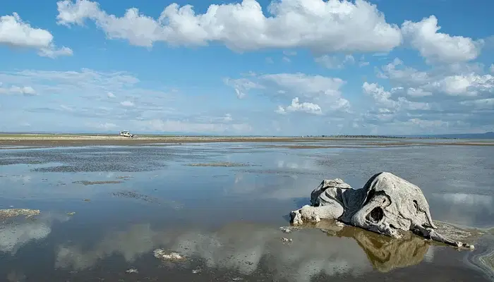 The carcass of a female Elephant lies decomposing in a shallow pond of caustic.