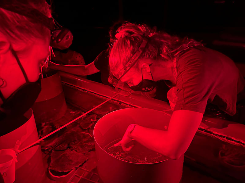 Research volunteers collect coral spawn from Great Barrier Reef coral, at the Australian Institute Of Marine Science, Sea Simulator in Townsville, Australia 12 December, 2022.