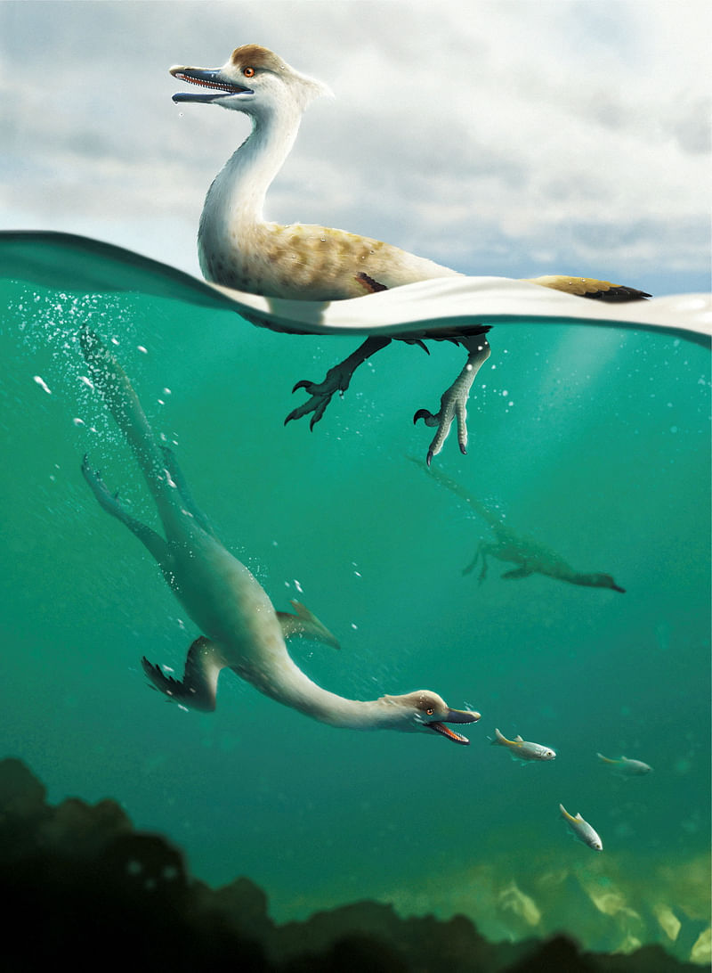 An artist's life reconstruction of the bird-like Cretaceous Period dinosaur Natovenator polydontus, which boasted a streamlined body resembling those of diving birds and lived about 72 million years ago in what is now the Gobi Desert of Mongolia.