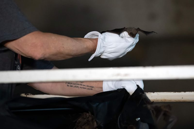 Mary Warwick, Wildlife Director at Houston Humane Society, releases a bat at the Waugh Bridge Bat Colony in Houston, Texas, on December 28, 2022