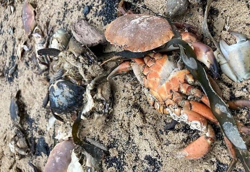 Dead and dying crabs and lobsters began washing up en masse at beaches in the Teesside region in October 2021.